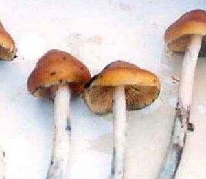Psilocybin (Magic Mushrooms)